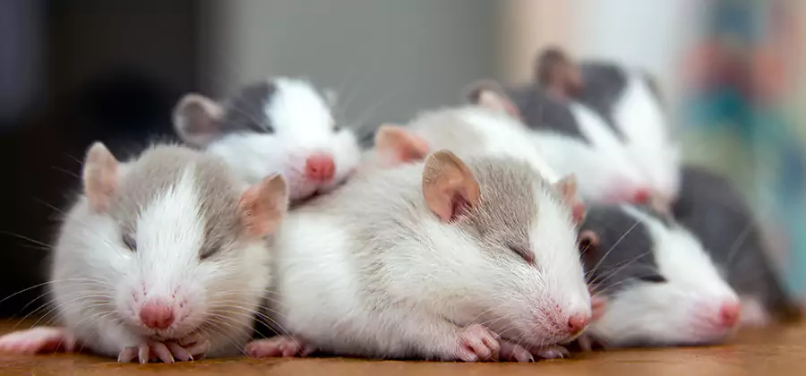 Caldwell Pet Safe Mice Control