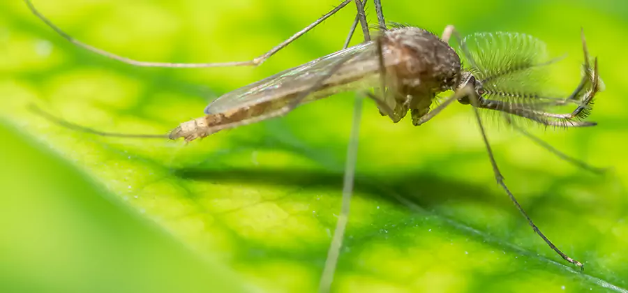 Herbal Mosquito Repellent Treatment in Caldwell