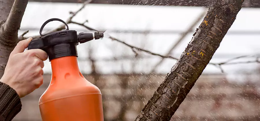 Orange Oil Structural Cavity Treatment in Caldwell