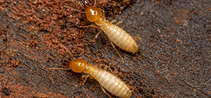 Natural Ant Hill Killer Treatment in Caldwell