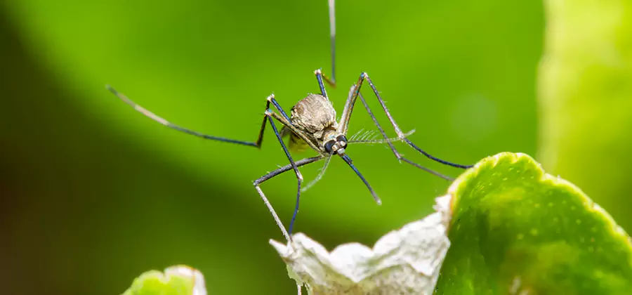Natural Outdoor Mosquito Repellent in Caldwell