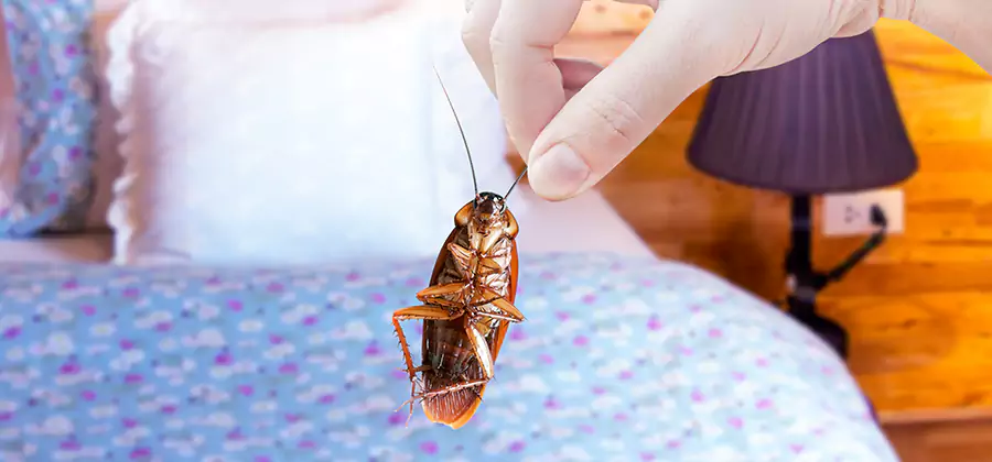 Bed Bug Inspection in Caldwell