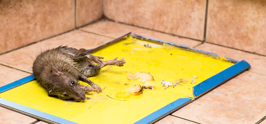 Rat Trapping Service In Caldwell