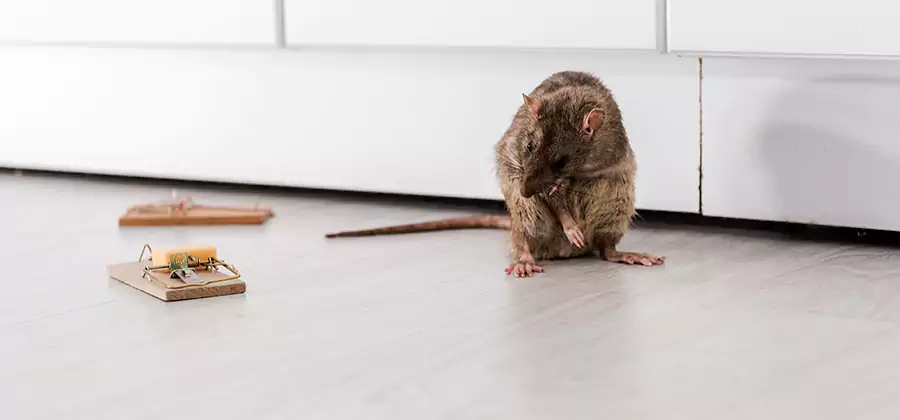 Rat Baiting Removal Service in Caldwell