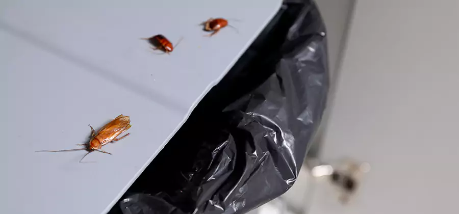 German Roach Pest Control in Caldwell