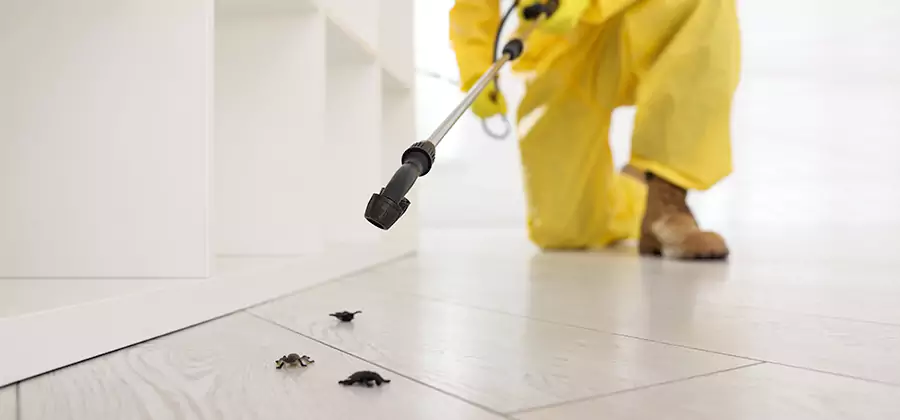 Roach and Bed Bug Exterminator in Caldwell