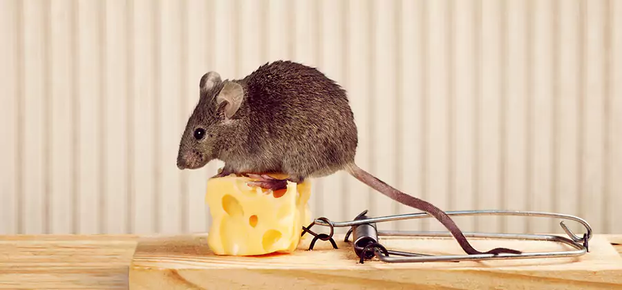 Commercial Rodent Exclusion Services in Caldwell
