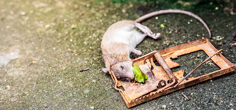 Rat Trapping in Caldwell