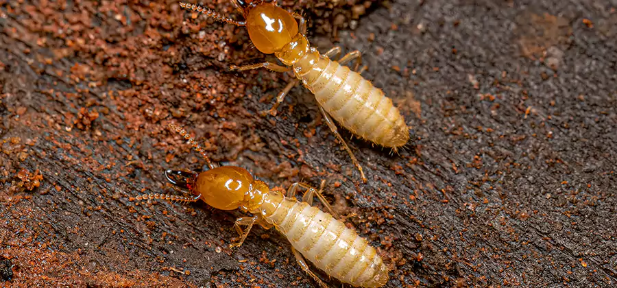 Sentricon Residential Termite Control in Caldwell