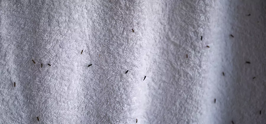 Small Black Ants in Bathroom Treatment in Caldwell