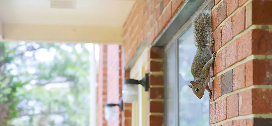 Squirrel Inside Walls Removal in Caldwell