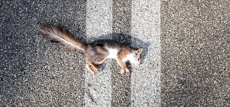 Dead Squirrel Removal in Caldwell