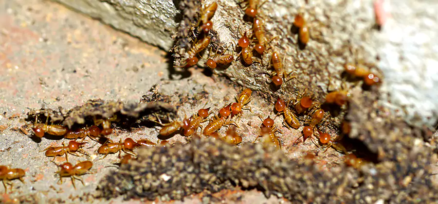 Wood Treatment and Localized Termite Solutions in Caldwell