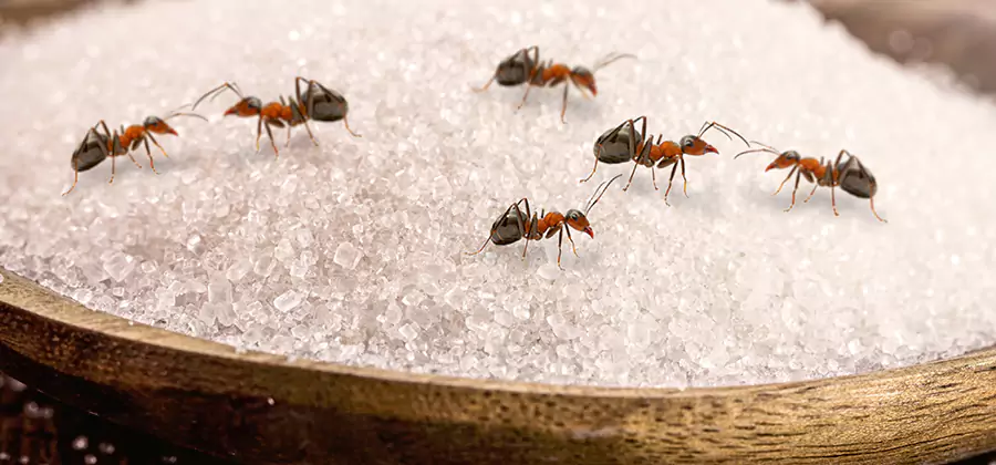 Indoor Sugar Ant Treatment in Caldwell