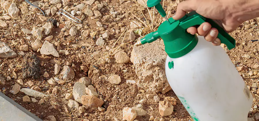 Heat Treatment Termite Cost in Caldwell