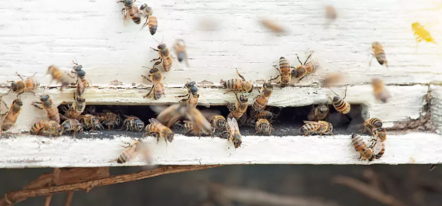Residential Termite Fumigation in Caldwell