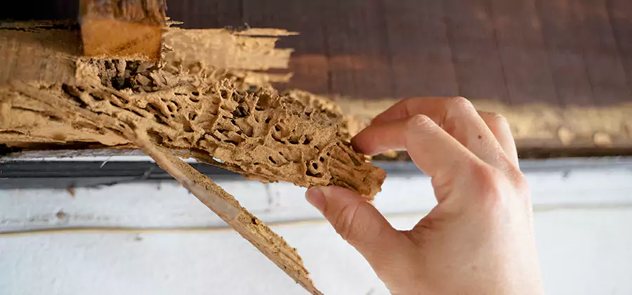 Pre-Purchase Termite Inspection in Caldwell