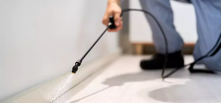 Direct Termite Injection Treatment in Caldwell