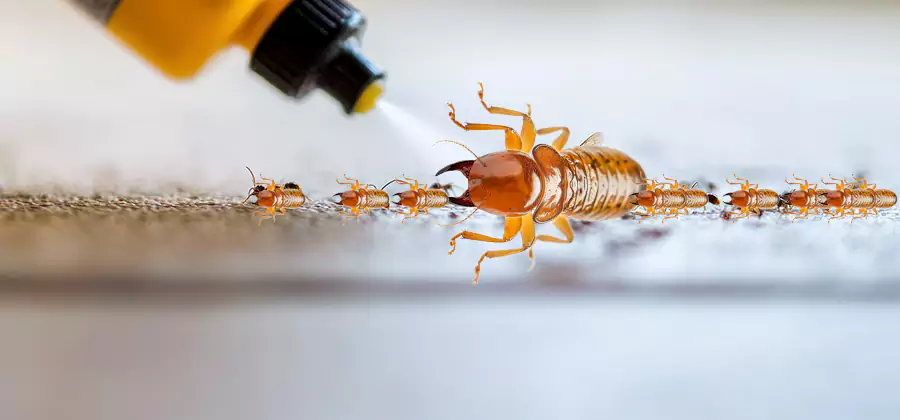 Foundation Termite Spraying Control in Caldwell