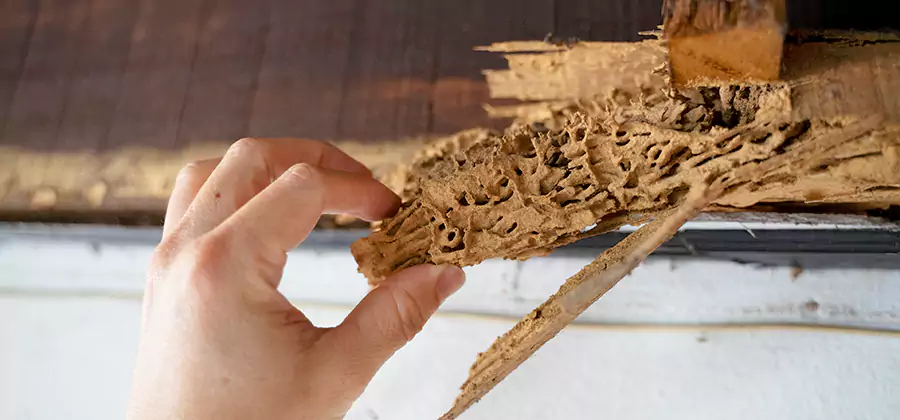 Pre-Construction Termite Treatment in Caldwell