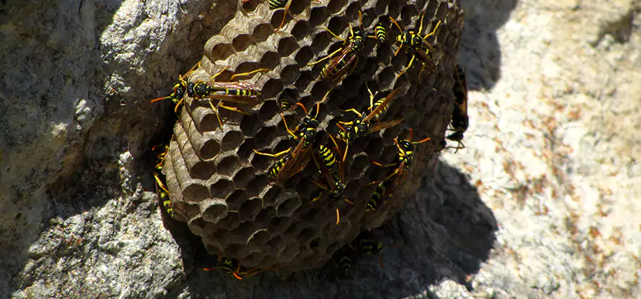 Wasp Nest in Tree Removal Caldwell