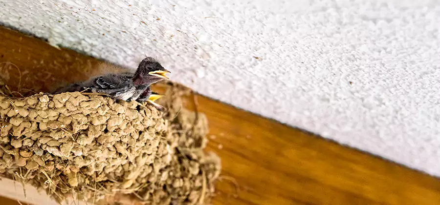 Bird Removal From House in Caldwell