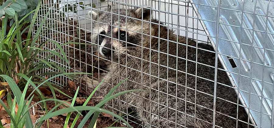 Wildlife Relocation Services in Caldwell