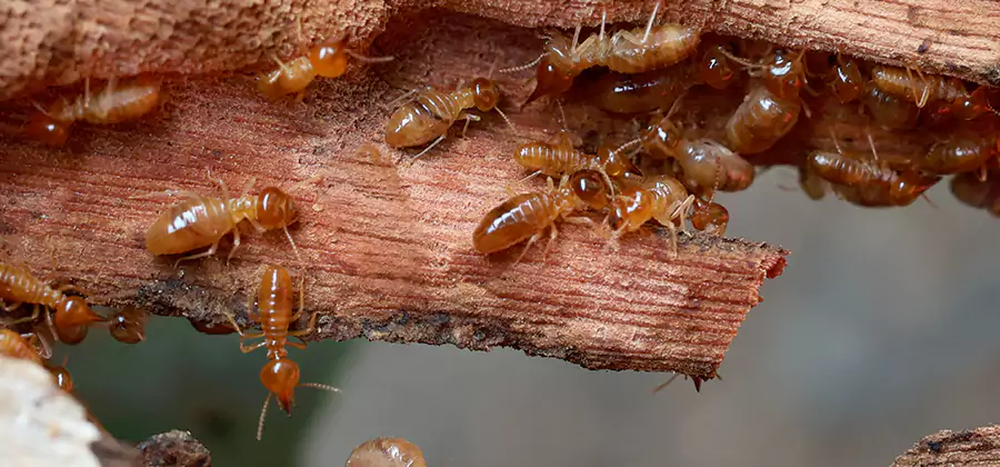 Wood Preservation Termite Treatment in Caldwell