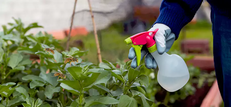 Yellow Jacket Pest Removal for Commercial Properties in Caldwell