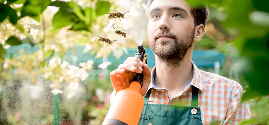 Yellow Jacket Wasp Removal in Caldwell