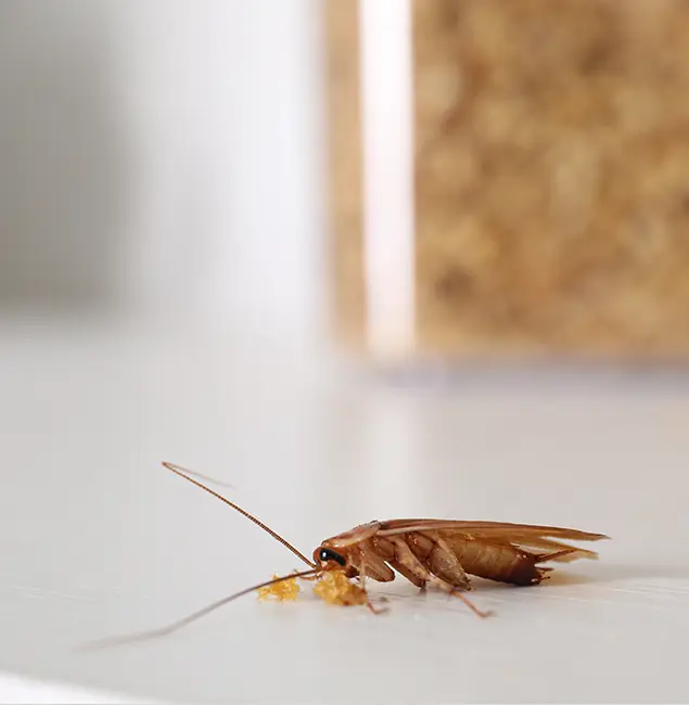 Why Caldwell Pest Control Pro Stands Out in Caldwell, ID?