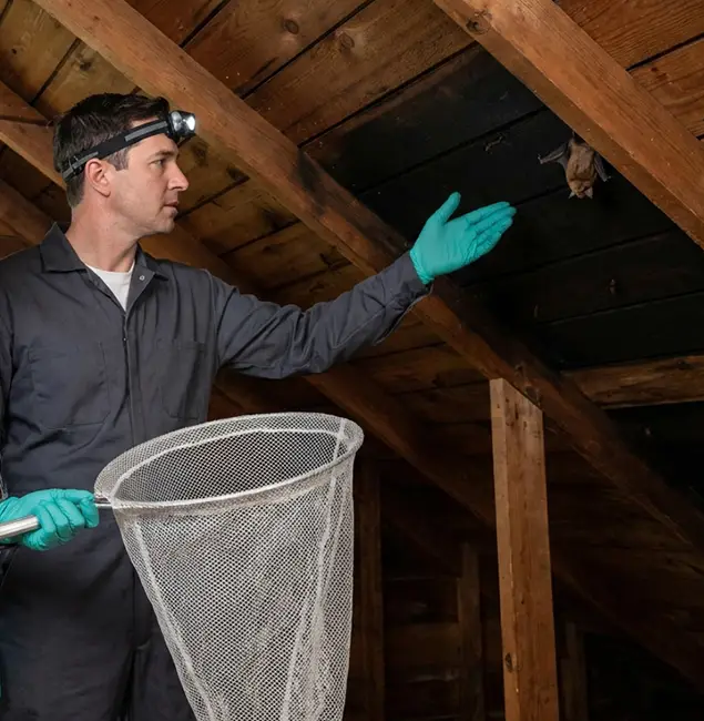 Why Caldwell Pest Control Pro Is the Right Choice in Caldwell, ID?