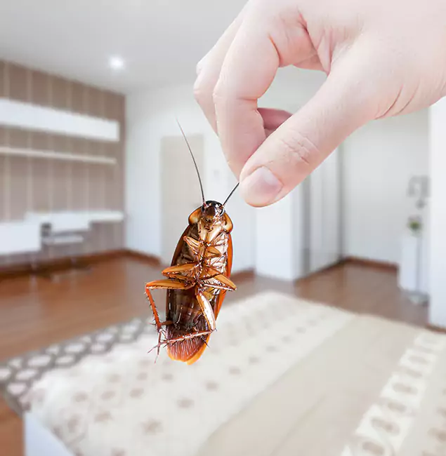 Why Caldwell Pest Control Pro Stand Out for Bed Bug Fumigation in Caldwell, ID?