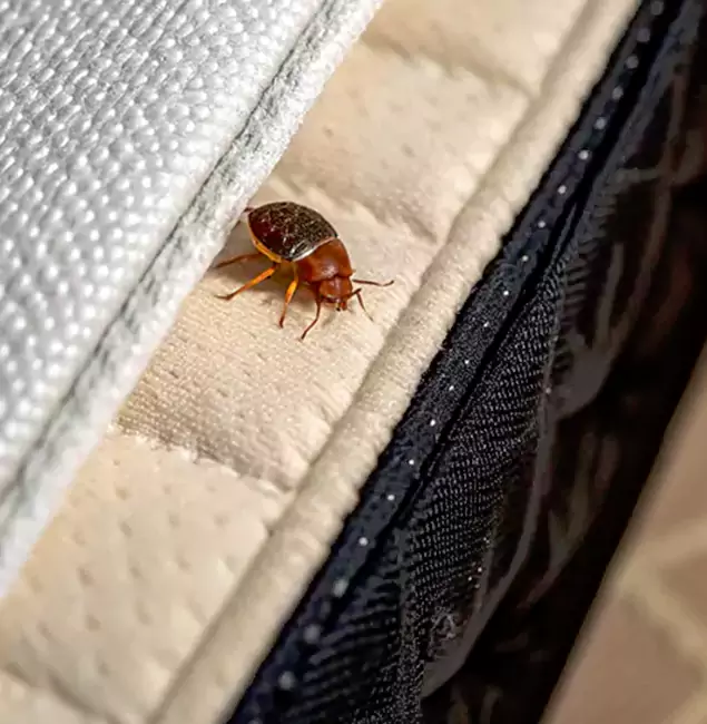 Why Choose Caldwell Pest Control Pro for Bed Bug Treatment at Home in Caldwell, ID?