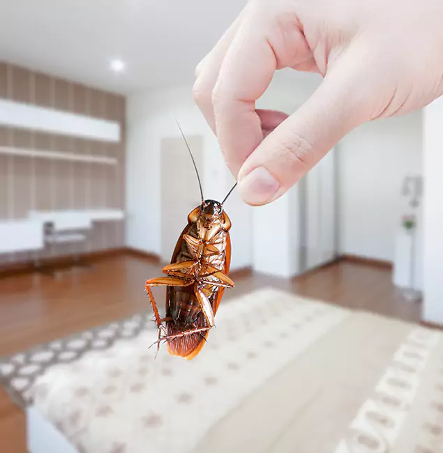 Why Caldwell Pest Control Pro Stand Out For Bed Bug Inspection in Caldwell, ID?