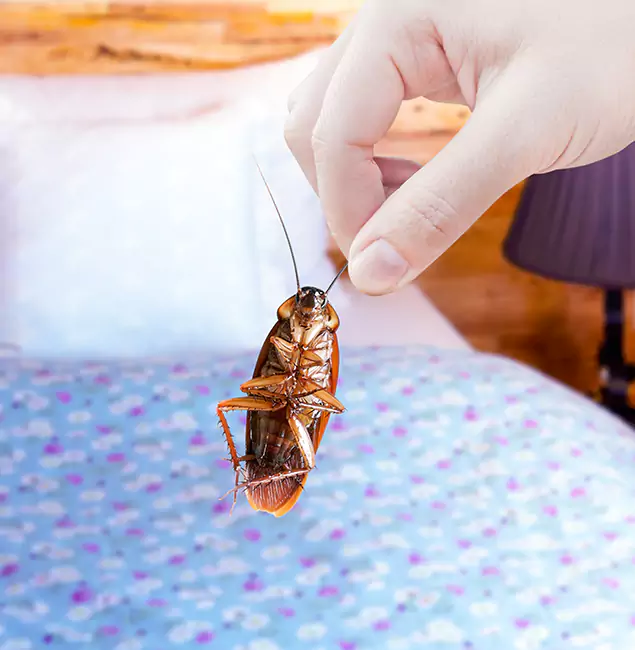 Why Choose Caldwell Pest Control Pro for Bed Bug Treatment in Caldwell, ID?