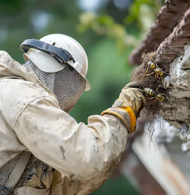 Why Caldwell Property Owners Choose Caldwell Pest Control Pro for Bee Exterminator?