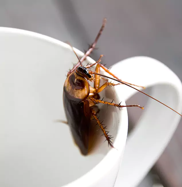 Why Caldwell, ID Residents Trust Caldwell Pest Control Pro for Cockroach Fumigation?