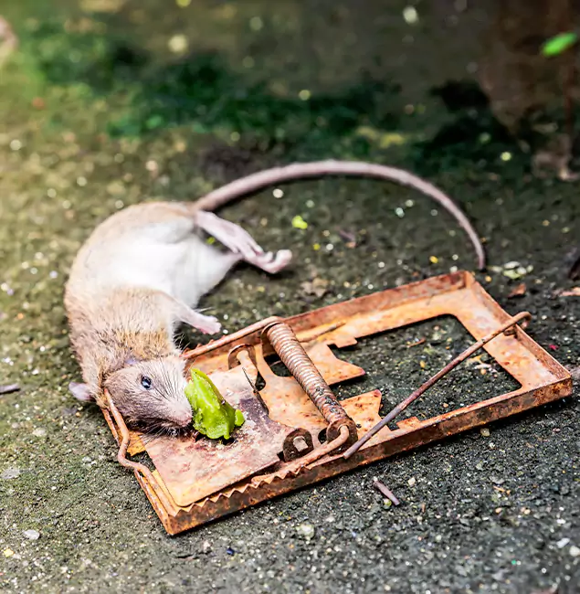 Why Caldwell, ID Homeowners Trust Caldwell Pest Control Pro for Rodent Removal?