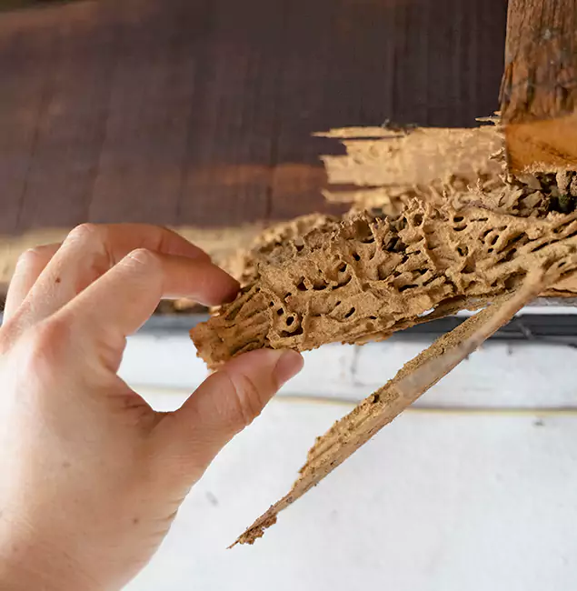 Why Choose Caldwell Pest Control Pro in Caldwell, ID?