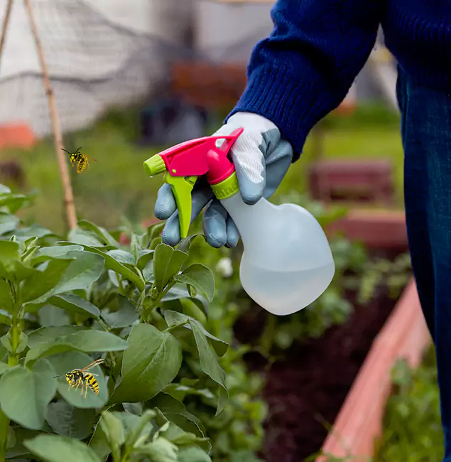 Why Caldwell Homeowners Choose Caldwell Pest Control Pro for Honey Bee Removal?