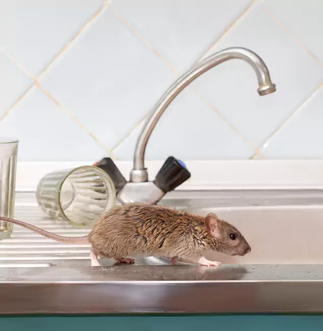 Why Caldwell, ID Trusts Caldwell Pest Control Pro for Humane Rodent Control?