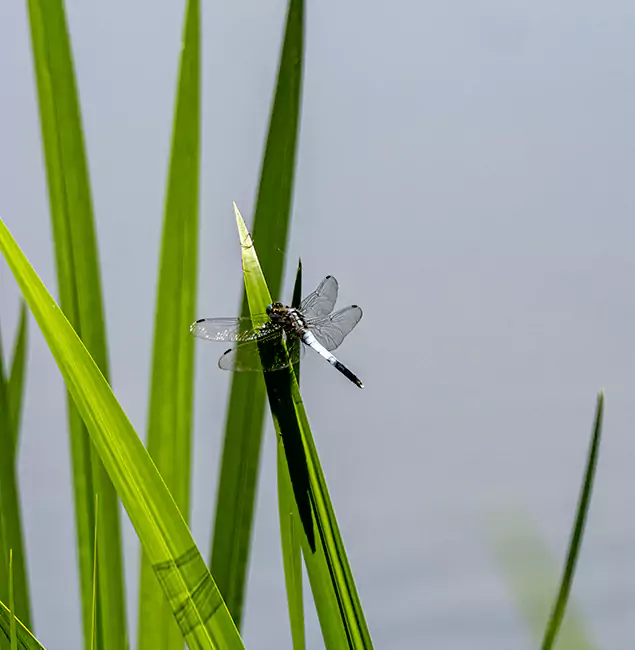 Why Caldwell Families Trust Caldwell Pest Control Pro for Mosquito Prevention?