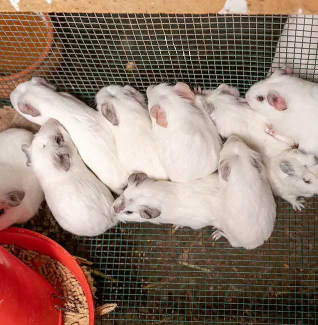 Why Caldwell Pest Control Pro Is the Trusted Choice in Caldwell, ID?