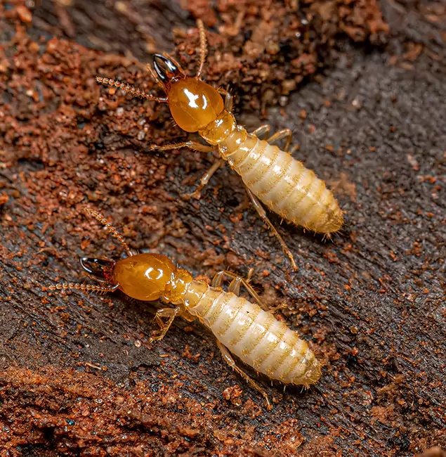 Why Choose Caldwell Pest Control Pro for Termite Treatment Without Tenting in Caldwell, ID?