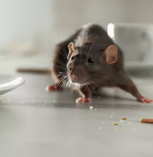 Why Choose Caldwell Pest Control Pro for Rodent Control in Caldwell, ID?