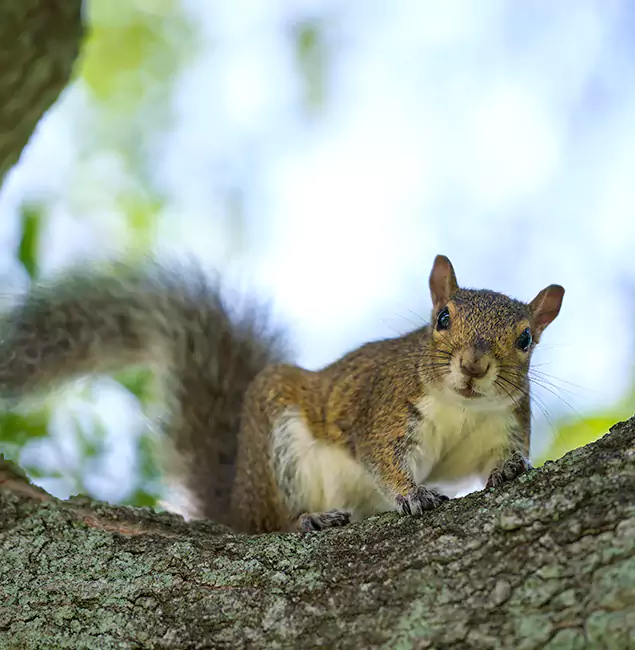Why Caldwell, ID Relies on Caldwell Pest Control Pro for Squirrel Pest Control?