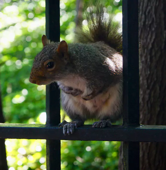 Why Caldwell, ID Chooses Caldwell Pest Control Pro for Squirrel Removal?