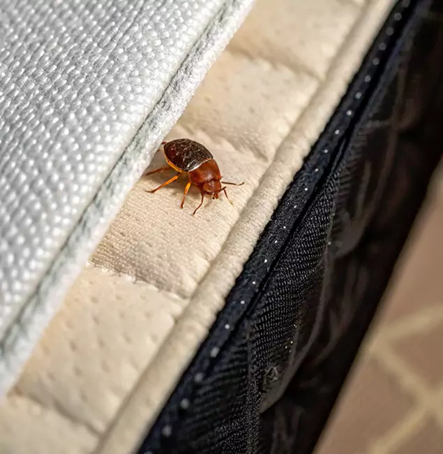 Why Caldwell Homeowners Trust Caldwell Pest Control Pro for Tick Treatment?