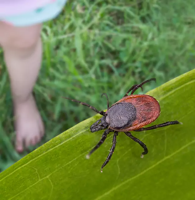 Why Caldwell Homeowners Choose Caldwell Pest Control Pro for Tick Extermination?